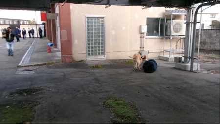 山岳遭難救助訓練